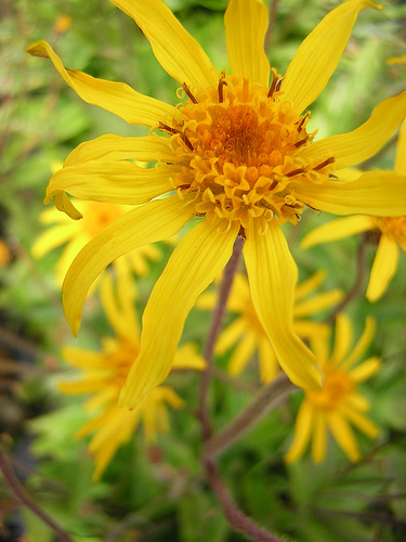 Arnica montana