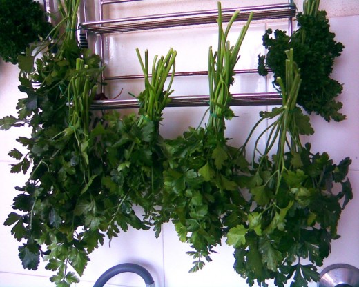 Flat-leaved and curly parsley hanging up to dry