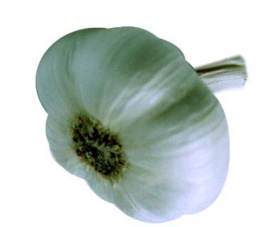 Garlic (Allium sativum L.), a member of the onion family, has been cultivated for thousands of years and is widely used for both its culinary and medicinal attributes. As Americans have become more accustomed to garlic flavor and knowledgeable about 