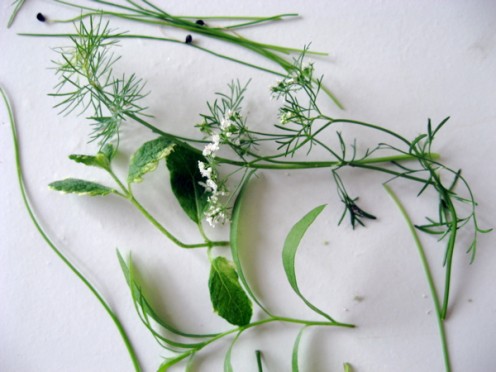 Culinary herbs that can be homegrown / Photo by E. A. Wright