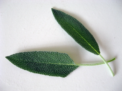 Sage leaves / Photo by E. A. Wright