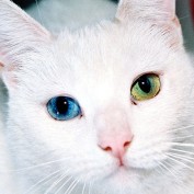 thepetmedium profile image