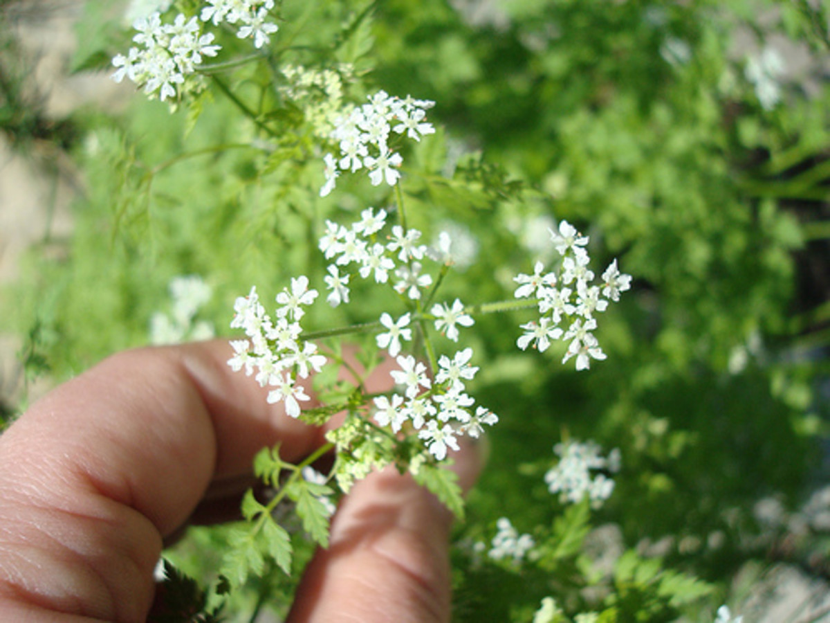 Chervil Blossoms and Leaves (Photo courtesy by ejhogbin from Flickr.com)