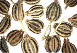 Ajowan spice pic