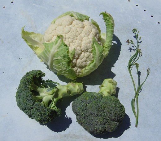 Broccoli, Cauliflower and a stalk from my self-seeded member of the brassica family.  