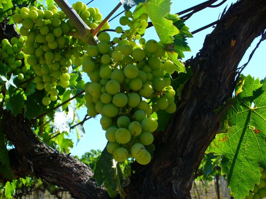 Trebbiano Grapes