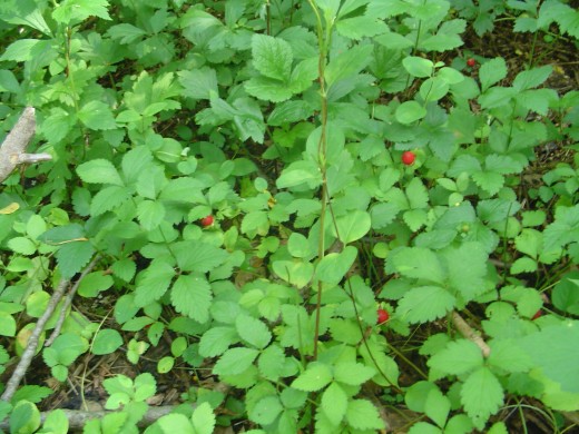 I'm not sure if these are wild strawberries, but their bright red color makes them stand out!