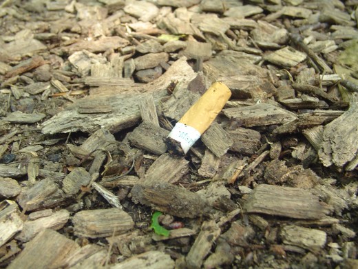 A cigarette butt is out of place in a no-smoking park. Help your kids play detective and spot things like this. A cigarette filter would take over 12 years to decompose in the wild.