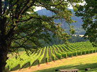 Enjoy a memorable picnic lunch in the beautiful vineyard setting.