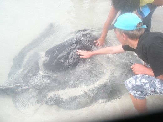 We pat a wildlife manta ray even if it can endanger her life...because we can