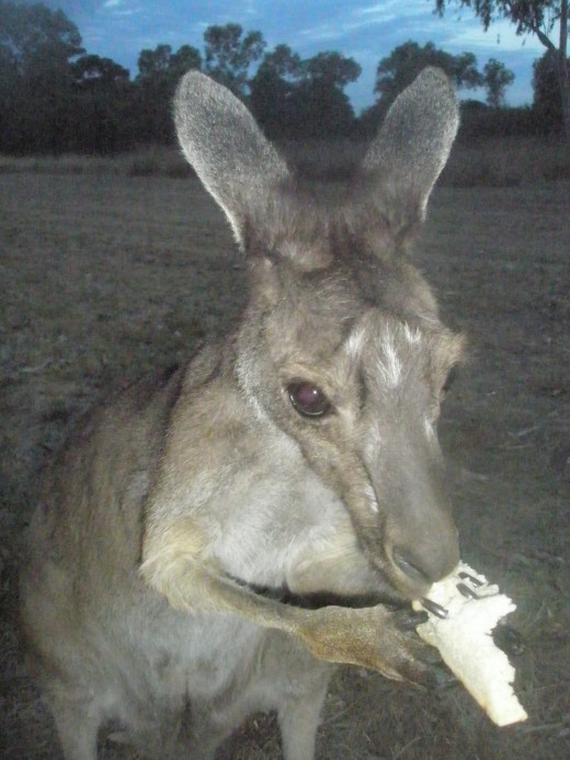 We feed a wildlife kangaroo even if it means it gets used to it and will not be able to feed itself...because we can