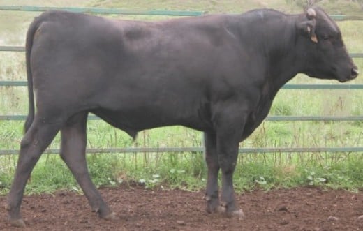 Wagyu Cattle - This is a file from the Wikimedia Commons. Author Cgoodwin  