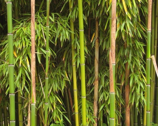 Bamboo is considered a renewable resource and is used in making eco-friendly furniture.  Photo distributed under the Creative Commons Attribution ShareAlike 3.0 License courtesy of http://commons.wikimedia.org/wiki/File:Bamboo_Richelieu.jpg