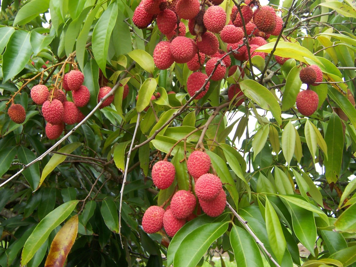 Lychee Fruit - This is a file from the Wikimedia Commons. Author B.navez  