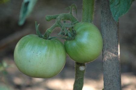 unripe tomato courtesy of wikipedia