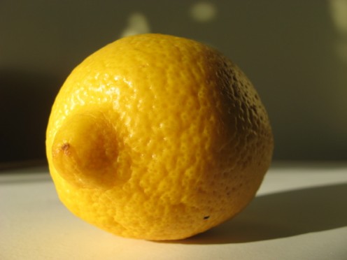 Conventional lemons only have this deep yellow color in afternoon light / Photo by E. A. Wright