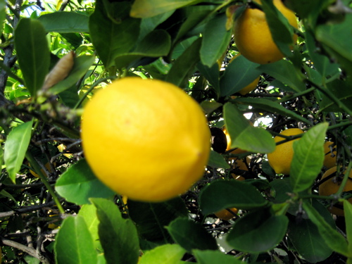 Meyer lemons have a softer skin and more spherical shape than conventional lemons / Photo by E. A. Wright