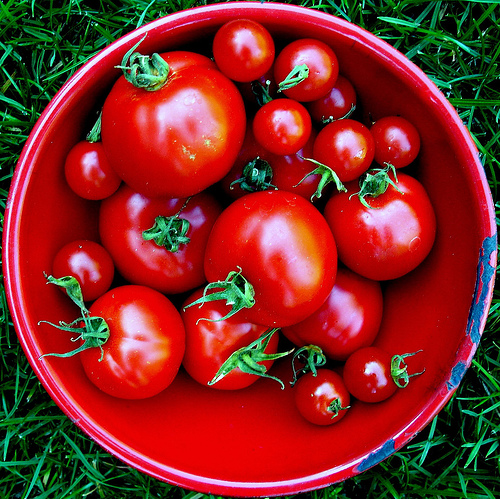 Different types of tomatoes photo: jacki-dee @flickr