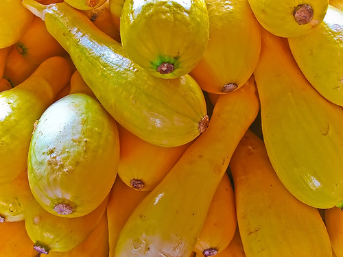 yellow straightneck squash