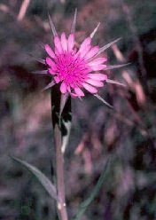 Salsify, or the Oyster Plant