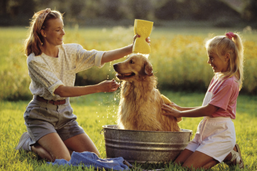 Grooming and bathing your dog yourself can create a stronger bond with your pet (and your family!)