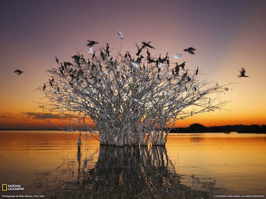 Pantanal, Brazil 