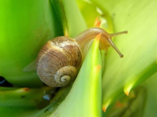 Garden Snail - Los Angeles California (Photo 2010 PDXBuys) 