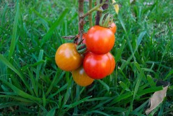 The Wonders of Tomato :: Health Benefits of Tomato