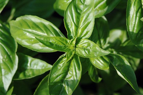 Basil, that I was growing in my garden.  