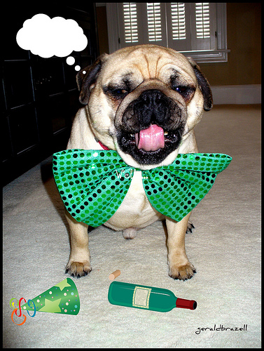 Pug in a green bow tie!