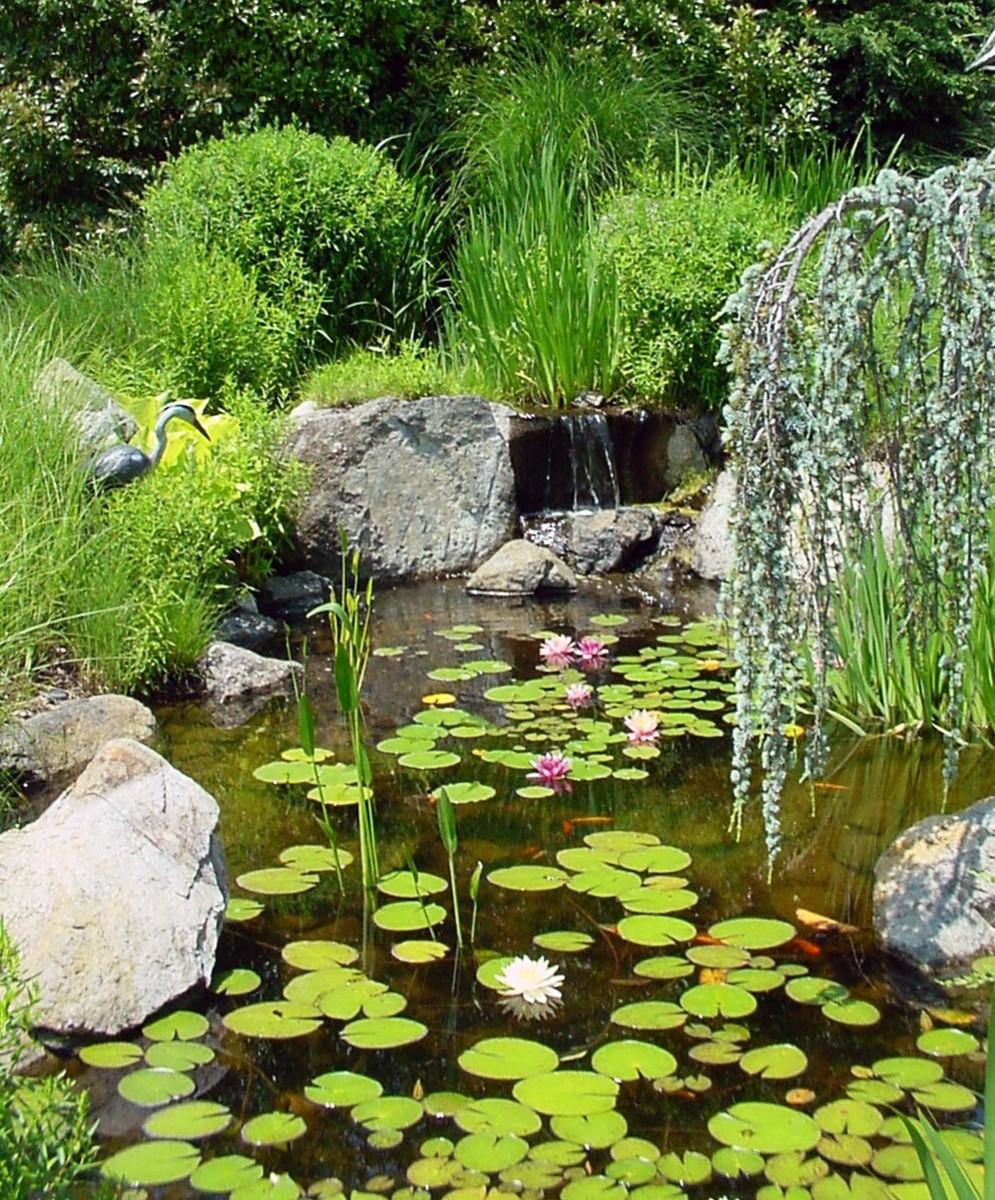 How to Create a Small Backyard Pond | Dengarden