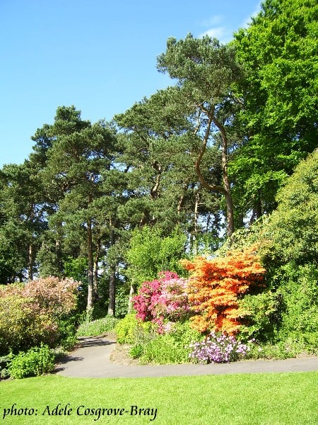 Ness Gardens is renowned for its colourful azaleas.