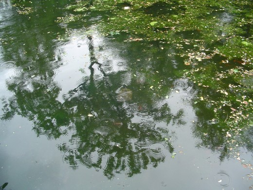 Reflections, rain drops, gold fish in this pond, weeds and even a swimming turtle! There are a lot of things to see in nature