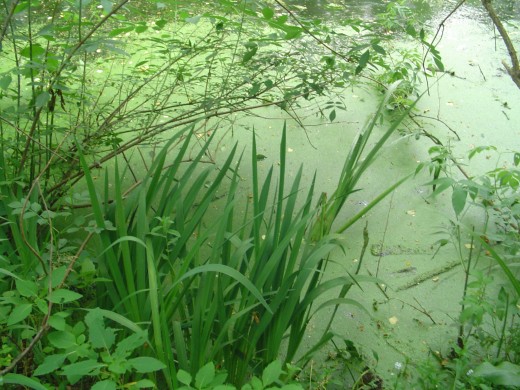 There are so many shades of green in nature! Let your eyes appreciate them.