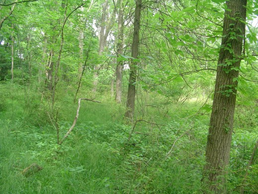 Focus on individual trees and then see past them.Real depth of view and perspective can be easily experienced in the forest. 
