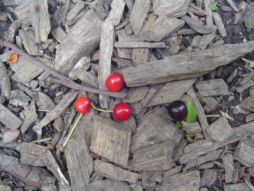 Life is not all green. Here, spectacular shades of red can be seen on the ground!