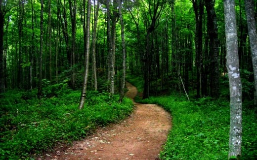 Trail near the Pictured Rocks