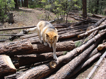 Making her way over a large collection of freshly cut trees still, Shasta knows that her trail still lies beneath.