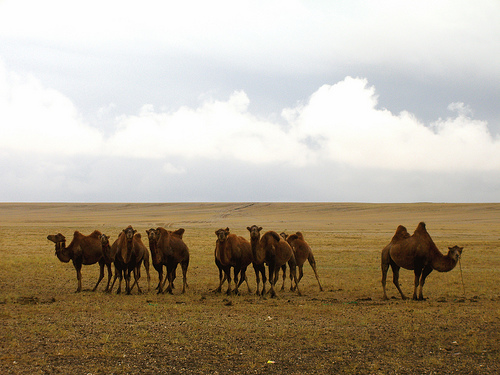 The characteristic two humped camel of The Gobi Desert