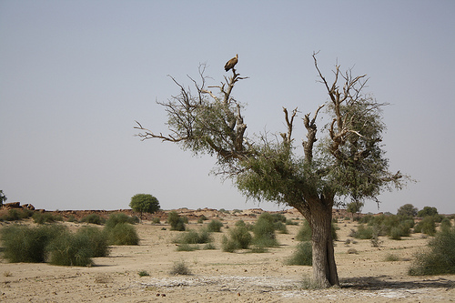 Some vegetation in the region Some vegetation in the region