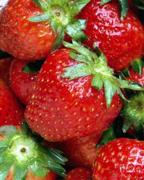 Luscious strawberries grown using hydroponics!