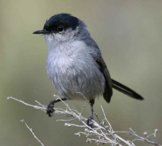 California Gnatcatcher