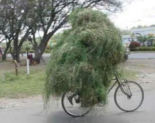 Grass- perhaps not as much as he is carrying on his bike!