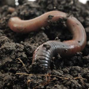 Worms they will be attracted by the compost if you site it on soil