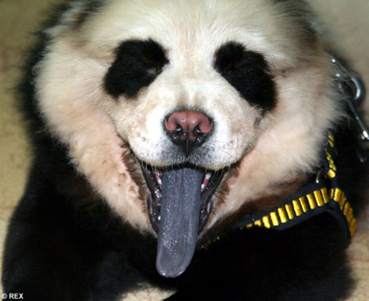 Panda Dog—A New "Hybrid Species" or a Cruel Joke? PetHelpful