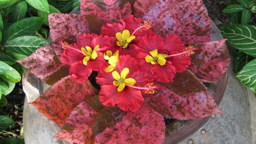 Pangkor Laut fresh flowers. Photo by Yean Xin
