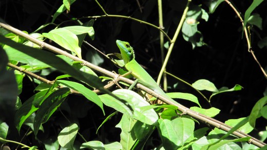 This little guy welcomed us at the entrance of the jungle trek. Photo by Yean Xin