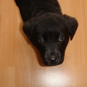posie profile image