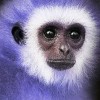 bluemonkey profile image
