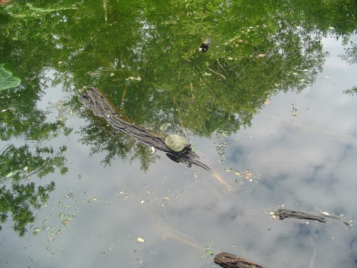 A cute sunbathing turtle! Plus frogs, goldfish,lots of dragonflies and water striders. Plus bird song. Very relaxing. Why is my mind conjuring images of something nuclear?